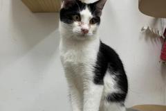 ZORRO
